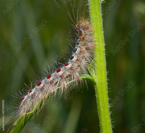 silkworm larva caterpillar of domestic silk moth Bombyx mori crawling on a plant