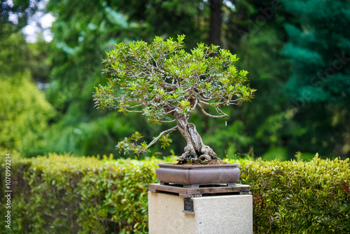 Bonsai en el jardin