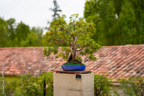 Bonsai en el jardin