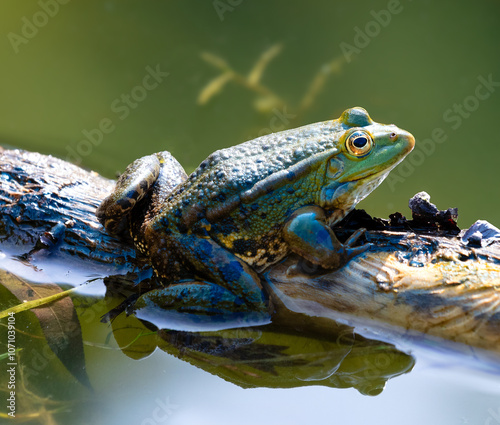 Żaba Jeziorakowa - Pelophylax esculentus