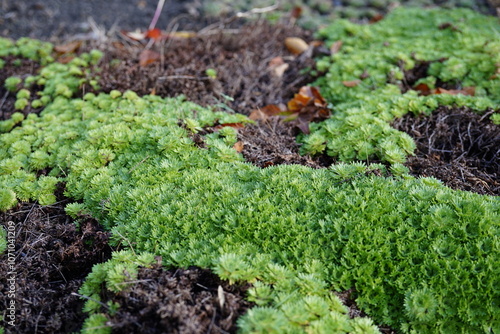 minimalist image of irish saxifrage (saxifraga rosacea) plant during autumn