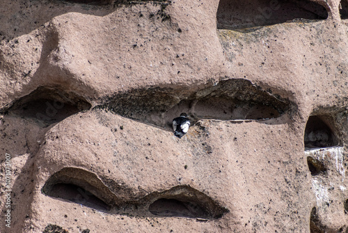 Condor en Buitrera en la Estepa Patagónica.Extrañas formaciones rocosas, similares a piedras pómez, elevadas crean refugios para cóndores.En la foto se ve un ejemplar de cóndor posado adentro.