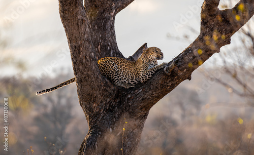 The leopard Panthera pardus is one of the five extant species in the genus Panthera. It has a pale yellowish to dark golden fur with dark spots grouped in rosettes. kruger park, south africa