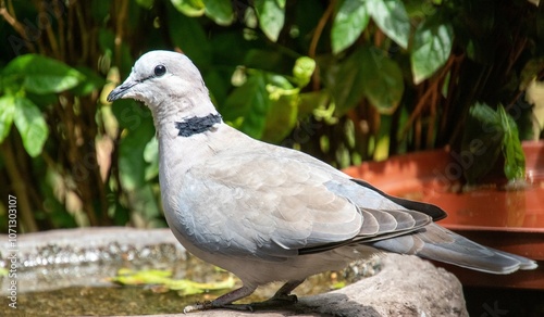 A ring-necked dove at man-made water point in a residential garden in Gauteng South Africa