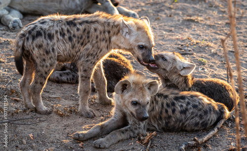 The spotted hyena is a highly successful animal, being the most common large carnivore in Africa. Its success is due in part to its adaptability and opportunism; it is primarily a hunter but may also 