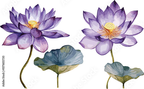 Violet lotus flower on isolated white background, watercolor illustration, Set flora hand drawing, botanical painting