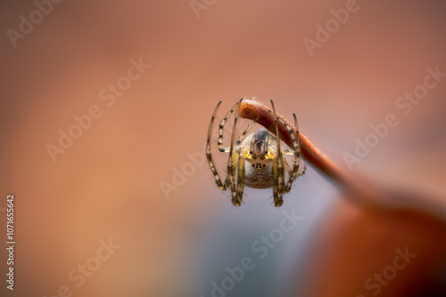 Macro shot of a tiny spider hanging from the stem of a fallen leaf with a super soft background