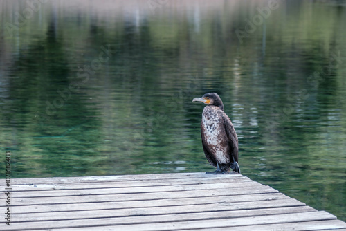 Cormorant in Alps, Slovenia