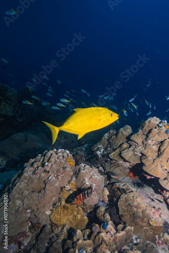 yellow kingfish or tribally tuna catching and feeding in the blue sea