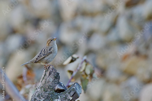 sparrow on a branch. Passer domesticus