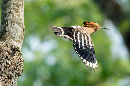 Common hopie bird and chicks feeding in a nest. Hoopoe, hudhud, (sagacious birds in Islam) taken from Lawachora forest, sylhet, Bangladesh. Hudhud has been mentioned twice in the Holy book Quran.