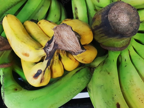 Odd One Out. Flat lay of an odd yellow banana among green banana. Concept for being unique, different and stand out from the crowd.