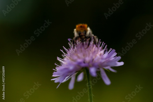 Wilde Hummel auf Ackerwitwenblume