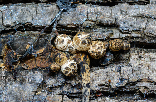 Coprinus sp. - inedible woody species of dung beetle on an old rotten tree trunk in the garden, Ukraine