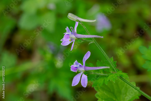 A cute little airplane-like flower of chaervil larkspur