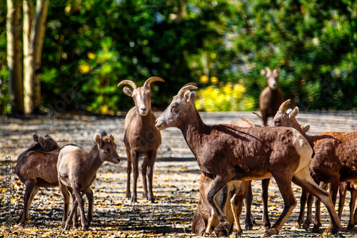 Mountain Sheep