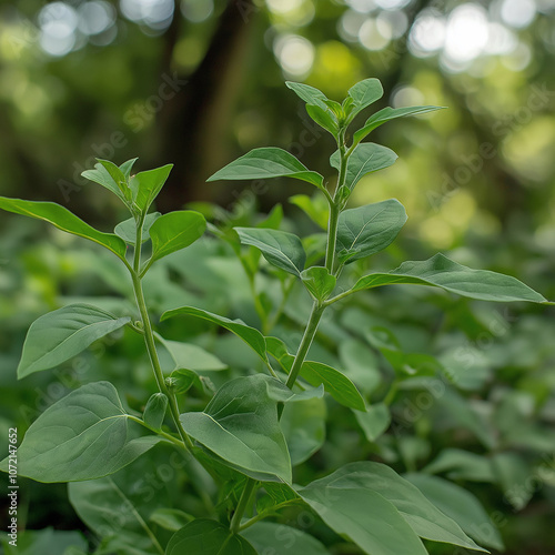 Ashwagandha growing naturally in a forest environment 