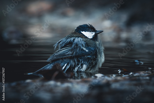 Die Meisen, Die Meisen sind eine Familie in der Ordnung der Sperlingsvögel, Unterordnung Singvögel. Meisen kommen in der nördlichen Hemisphäre und in Afrika vor.