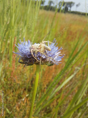 Spider on flower