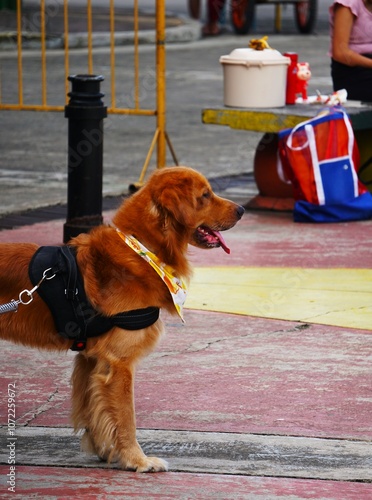 Dogoterapia. Przyjazny pies wyspecjalizowany do prowadzenia zajęć z dogoterapii. 