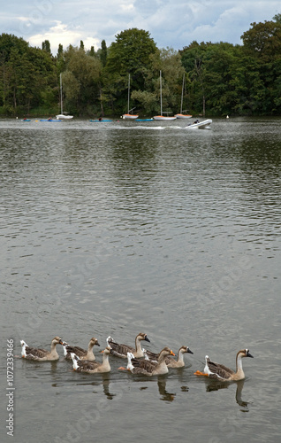 Oie domestique, race Guinée, Base nautique, Parc départemental des Gondoles, Choisy le Roi, 94, Val de Marne, France