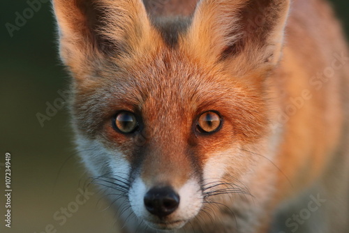 Lis rudy, lis pospolity (Vulpes vulpes)