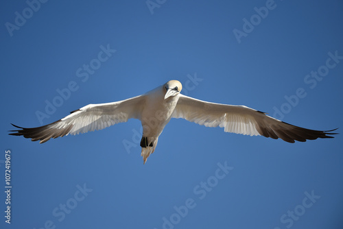 Basstölpel fliegt bei Helgoland 