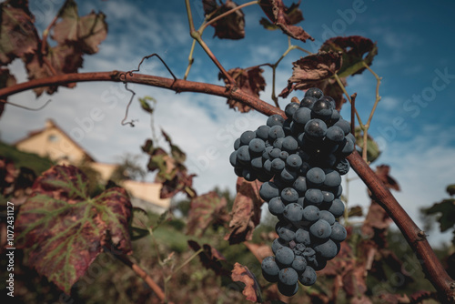 Detalhe de cacho de uvas tintas maduras prontas a vindimar para consumo. produção biológica no alto minho, norte de Portugal. 