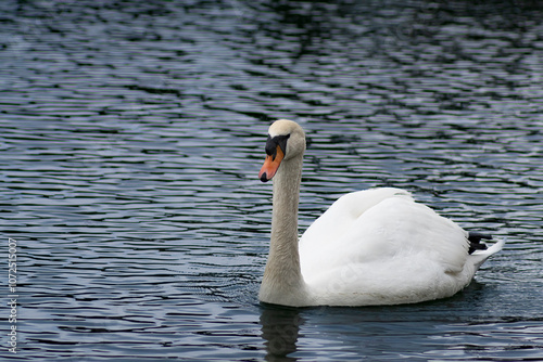 Cisne