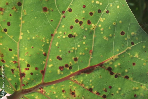 galls on a leaf