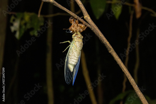 green cicada shedding shell, molting