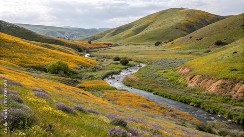 Rolling hills with wildflowers and a meandering stream, nature, landscape, natural, colors, verdure