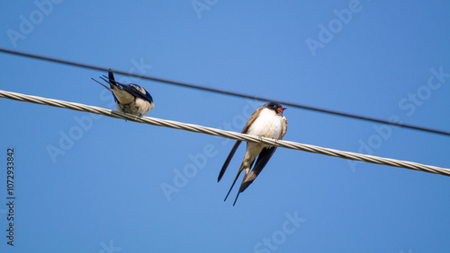 swallow birds sitting on the wire