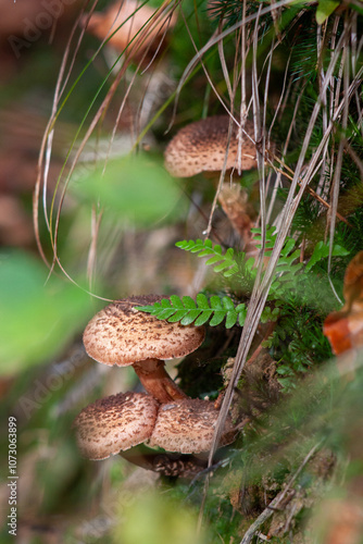 Armillaria mellea