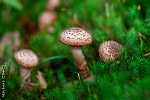 Armillaria mellea