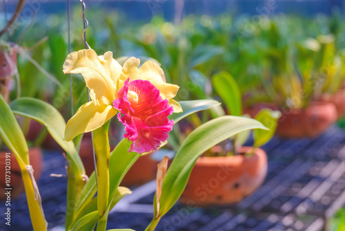 Yellow and red cattleya orchid flower is blooming on blurred greenhouse area background, Ornamental tropical plant farm backdrop. 