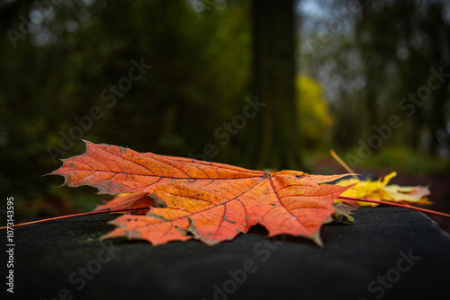 jesienią, feuille, opad, feuille, klon, charakter, 