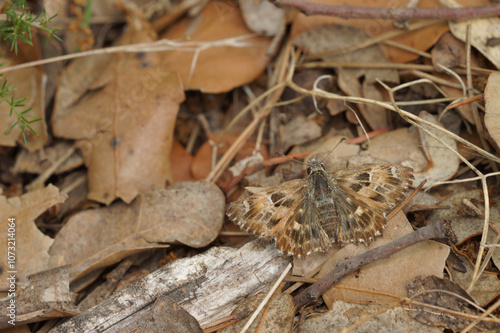 Detailed dorsal close up of a Mallow Skipper, Carcharodus alceae with spread wings on the ground