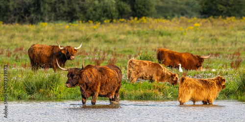 Vaches écossaises Highland Cattle à longs poils dans le marais en baie de Somme