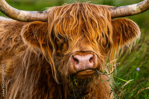 Vaches écossaises Highland Cattle à longs poils dans le marais en baie de Somme