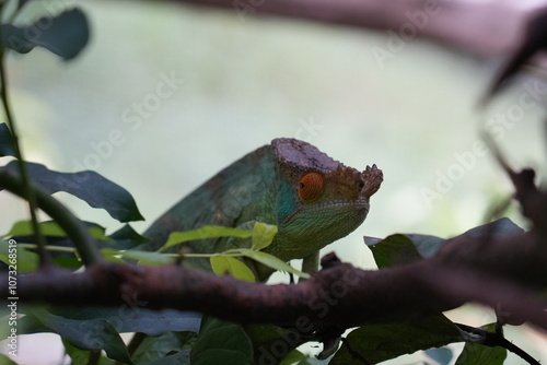 beautiful and bizarre chameleon of Madagascar 