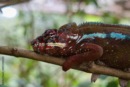 beautiful and bizarre chameleon of Madagascar 