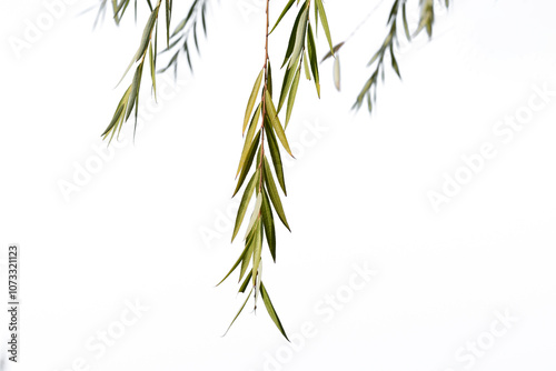 Weeping willow (Salix x pendulina) branches isolated on white background