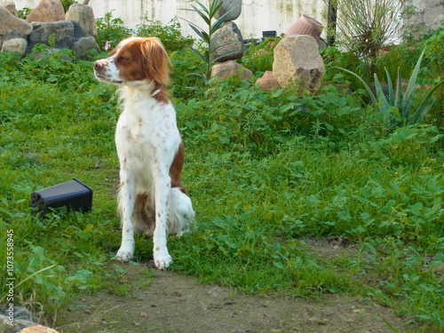 Spaniel breton