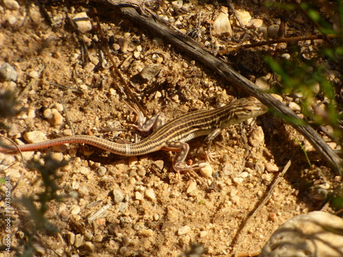 Lagartija colirroja 