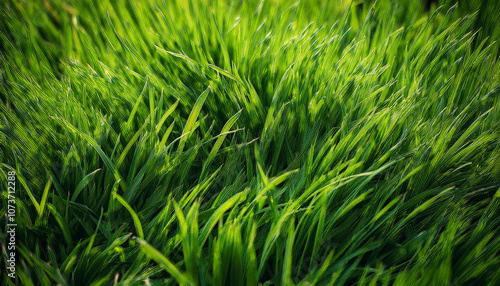 Green grass texture. Field of green grass, a lawn in spring. Background of color grass. Closeup of a freshly mowed lawn, park. Sports turf surface. Backdrop of pasture close up. Nature Wallpaper.