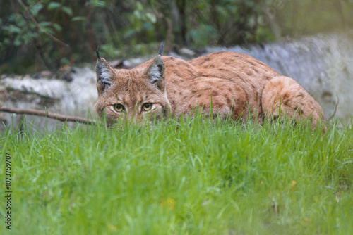 Un lynx boréal à l'affût le regard bas