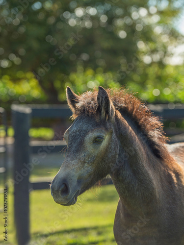 portrait headshot of cute connemara horse foal filly or colt close up with ears forward backlit vertical equine photo with room for type or masthead green trees and leaves in background bokeh effect