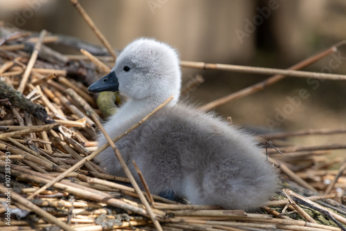 Close up of a mute swan cygnet (cygnus olor)