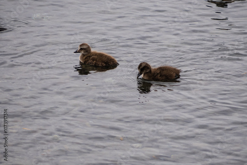 Common eider (Somateria mollissima), juvenile birds